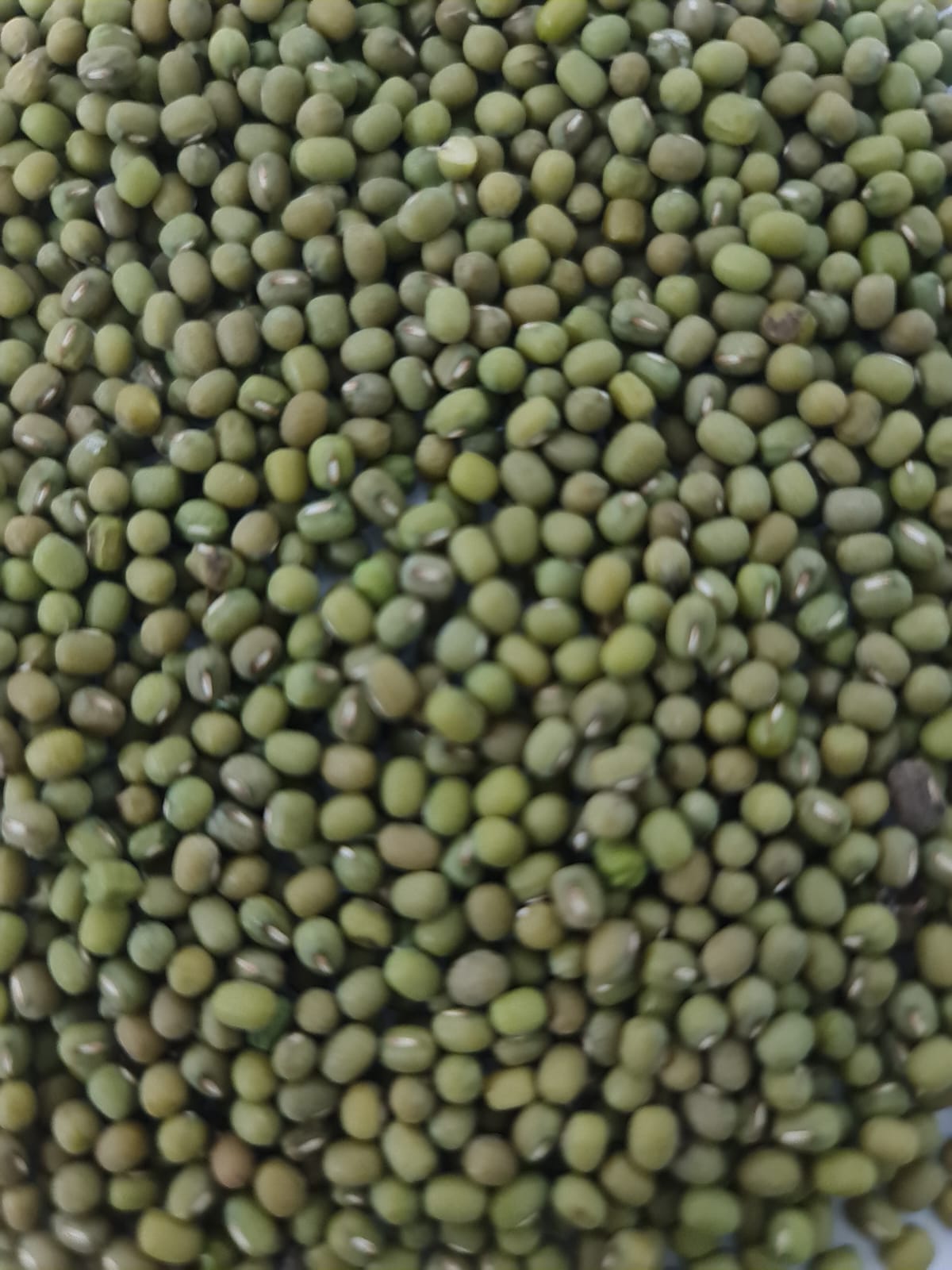 Dull Small-Seeded Mung Beans